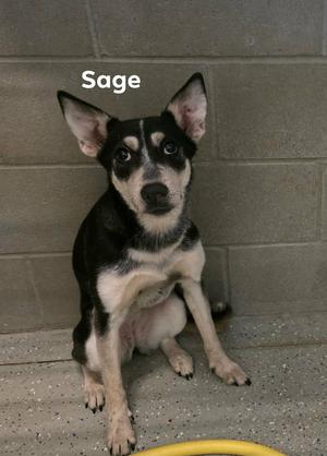 Sage, Siberian Husky, young, available for adoption