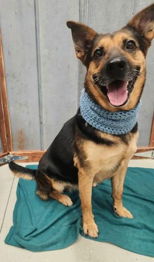 Lucy, German Shepherd Dog, young, available for adoption