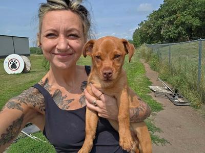 Arlo, Dachshund, puppy, available for adoption