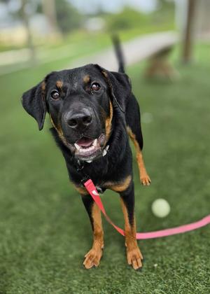 A black and tan dog with floppy ears and a pink leash standing on green artificial grass.