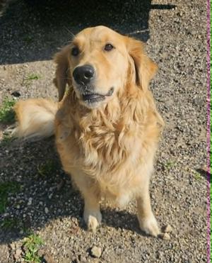 Jesse, Golden Retriever, adult, available for adoption