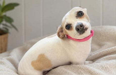 Scooby Girl, Chihuahua, adult, available for adoption