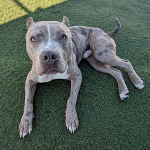 A pit bull dog with a white and gray coat lying on green artificial turf.