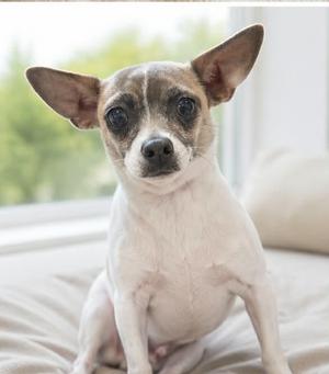 Tilly, Chihuahua, adult, available for adoption