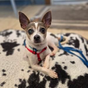 Roo, Chihuahua, adult, available for adoption
