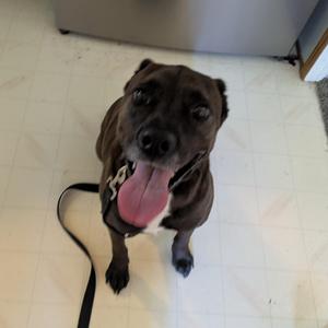 Lark - COURTESY POST, Labrador Retriever, senior, available for adoption