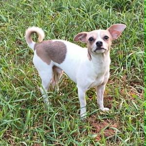 Garbanzo - In Foster Care, Chihuahua, adult, available for adoption