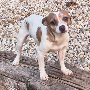Lentil - In Foster Care, Chihuahua, adult, available for adoption