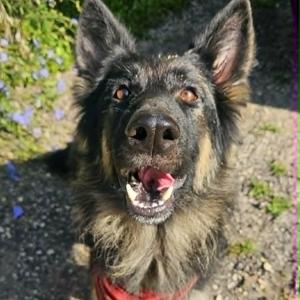 Quinn, German Shepherd Dog, adult, available for adoption