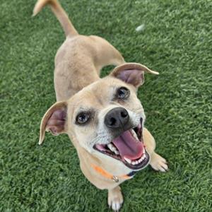A happy brown dog with floppy ears and a bright smile stands on a grassy field, looking up at the camera.