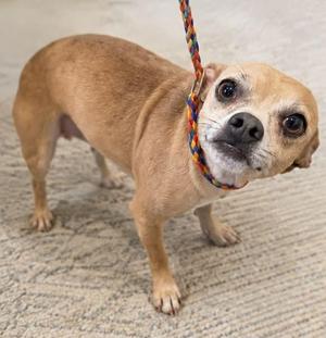 Rocky, Chihuahua, adult, available for adoption