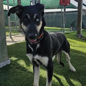 A black and white dog with a blue eye standing on artificial grass in an outdoor enclosure.