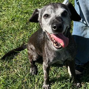 Miss Mae, Dachshund, senior, available for adoption