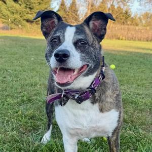 Patience, Terrier, young, available for adoption
