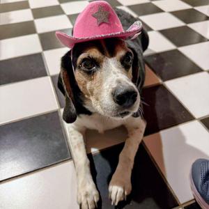 Buster, Beagle, senior, available for adoption