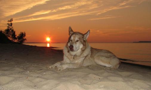 Great Lakes Humane Society