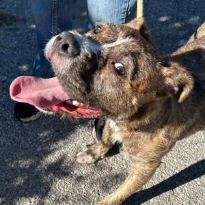 Ace, Terrier, puppy, available for adoption