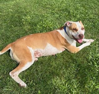 Daisy, Pit Bull Terrier, adult, available for adoption