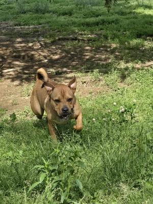 a brown dog running on grass