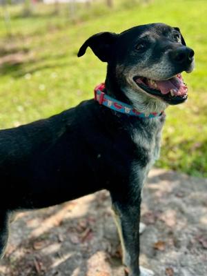 Optimus, Labrador Retriever, senior, available for adoption