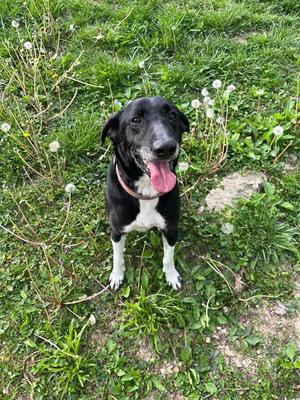 Joe, Hounds (All Types), adult, available for adoption