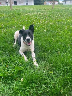 Holly Anne, Hounds (All Types), adult, available for adoption