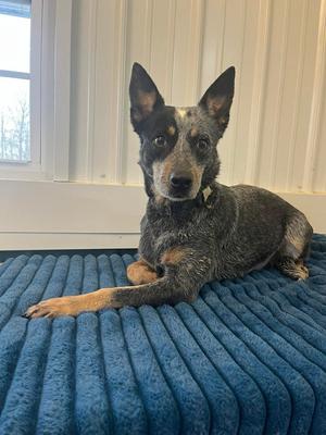 Luna, Blue Heeler, adult, available for adoption