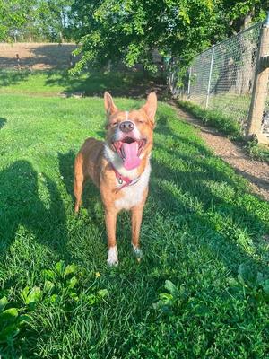 Peanut, Australian Shepherd / Border Collie, adult, available for adoption