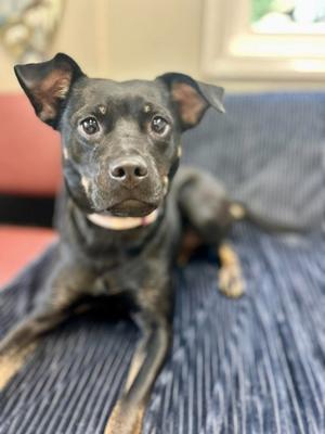 Buttons, Terrier (Unknown Type, Medium), adult, available for adoption