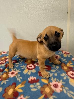 Bobbie Jo, Chihuahua, puppy, available for adoption