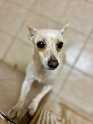 A small white dog with large ears and dark eyes looking up at the camera.