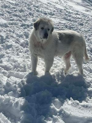 Baron (Washy), Great Pyrenees, adult, available for adoption
