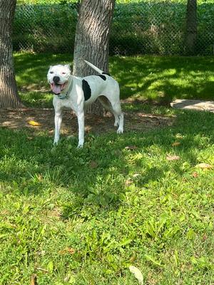 Maisy, Pit Bull Terrier, senior, available for adoption