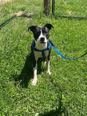 Jimmy, Boston Terrier, adult, available for adoption