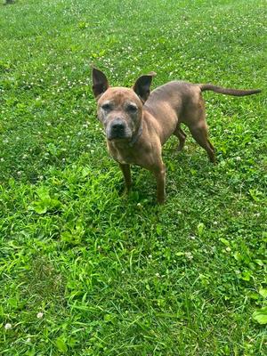 A brindle-colored dog with erect ears stands on a grassy lawn with clover.