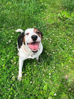 Dovie, Hounds (All Types), adult, available for adoption