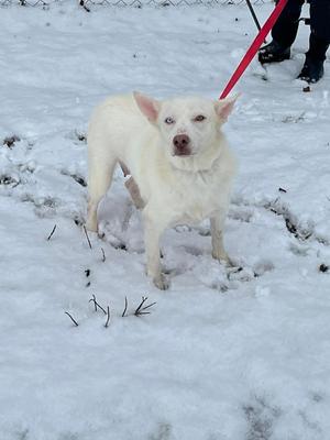 A white dog with heterochromia stands in the snow, looking forward. A red leash is visible attached to its collar.