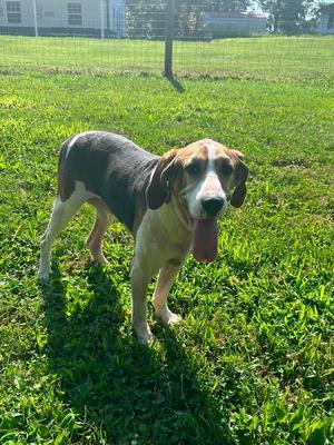 Freddie, Coonhound (Unknown Type), adult, available for adoption