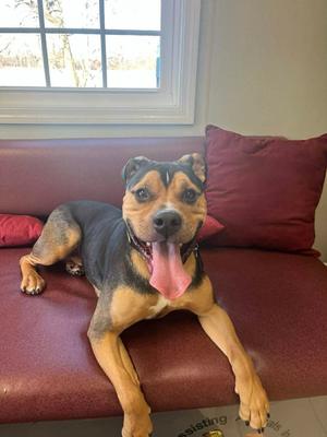 Rocky, Bulldog, adult, available for adoption