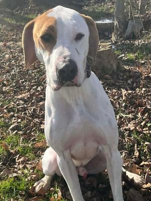 Hound Dawgs : Clark, Hounds (All Types) / Setter (Unknown Type), adult, available for adoption