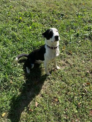 Diesel, Pit Bull Terrier, adult, available for adoption