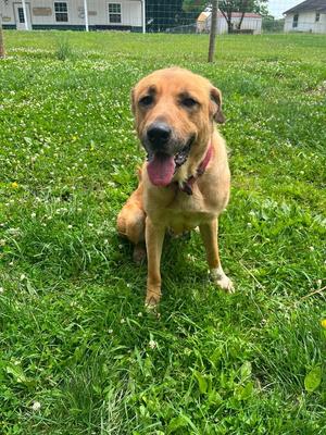 A tan-colored dog with its tongue out sits on a grassy lawn in front of a white building.