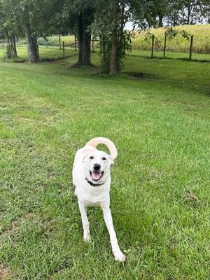 A white dog with a black collar standing on a grassy field, with trees and a fence in the background.