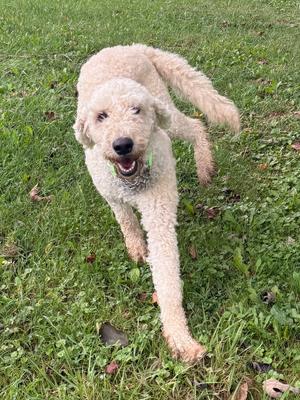 Maggie, Goldendoodle, adult, available for adoption