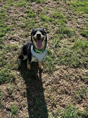Nevah, Australian Shepherd / Blue Heeler, adult, available for adoption