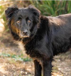 Cleopatra, Chow Chow, young, available for adoption