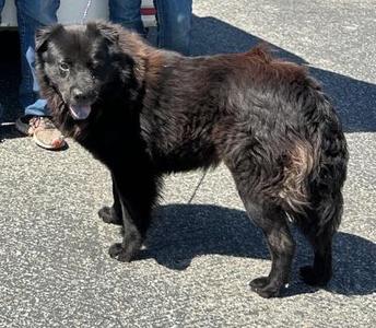Antony, Chow Chow, young, available for adoption