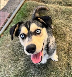 Bella, Husky / Corgi, young, available for adoption