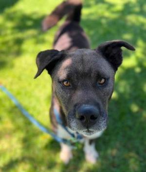 Augie, Labrador Retriever / Pit Bull Terrier, young, available for adoption