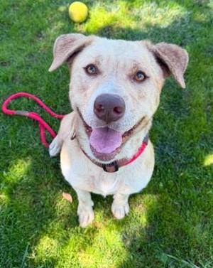 Agnes, Labrador Retriever / Pit Bull Terrier, young, available for adoption